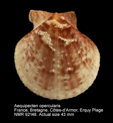 Aequipecten opercularis (22).jpg - Aequipecten opercularis(Linnaeus,1758)